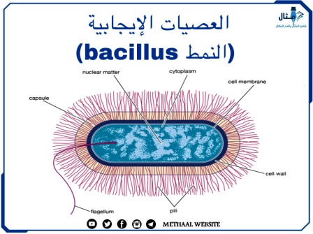 العصيات الإيجابية ( النمط  Bacillus )