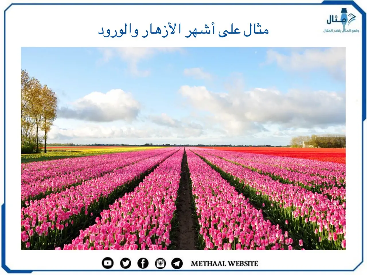 أشهر الأزهار والورود أشهر الأزهار والورود