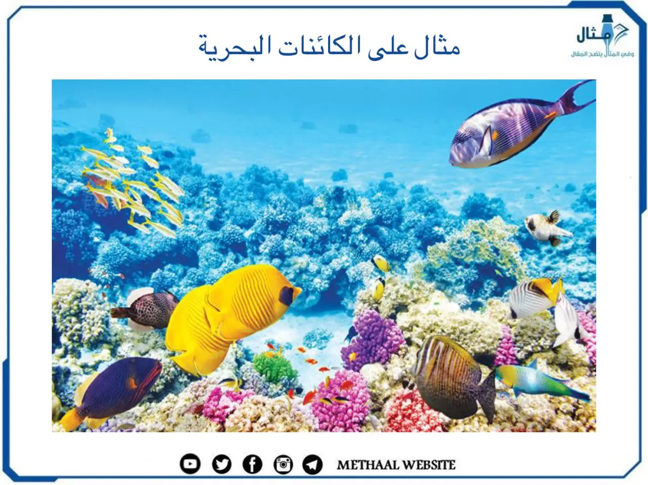 مثال على الكائنات البحرية مثال على الكائنات البحرية