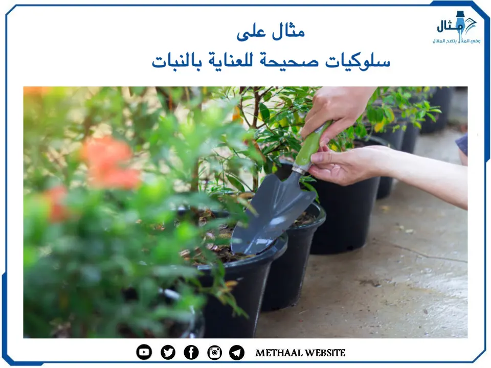مثال على سلوكيات صحيحة للعناية بالنبات مثال على سلوكيات صحيحة للعناية بالنبات
