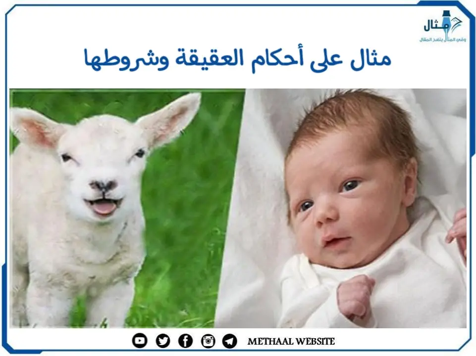 مثال على أحكام العقيقة وشروطها مثال على أحكام العقيقة وشروطها