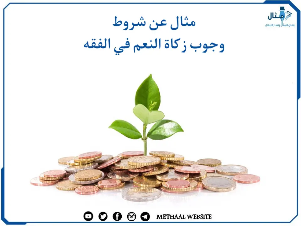 مثال على شروط وجوب زكاة النعم في الفقه مثال على شروط وجوب زكاة النعم في الفقه