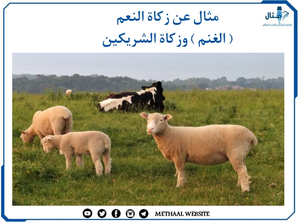 مثال على زكاة الغنم وزكاة الشريكين مثال على زكاة الغنم وزكاة الشريكين