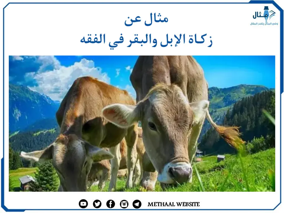 زكـاة الإبل والبقر في الفقه زكـاة الإبل والبقر في الفقه