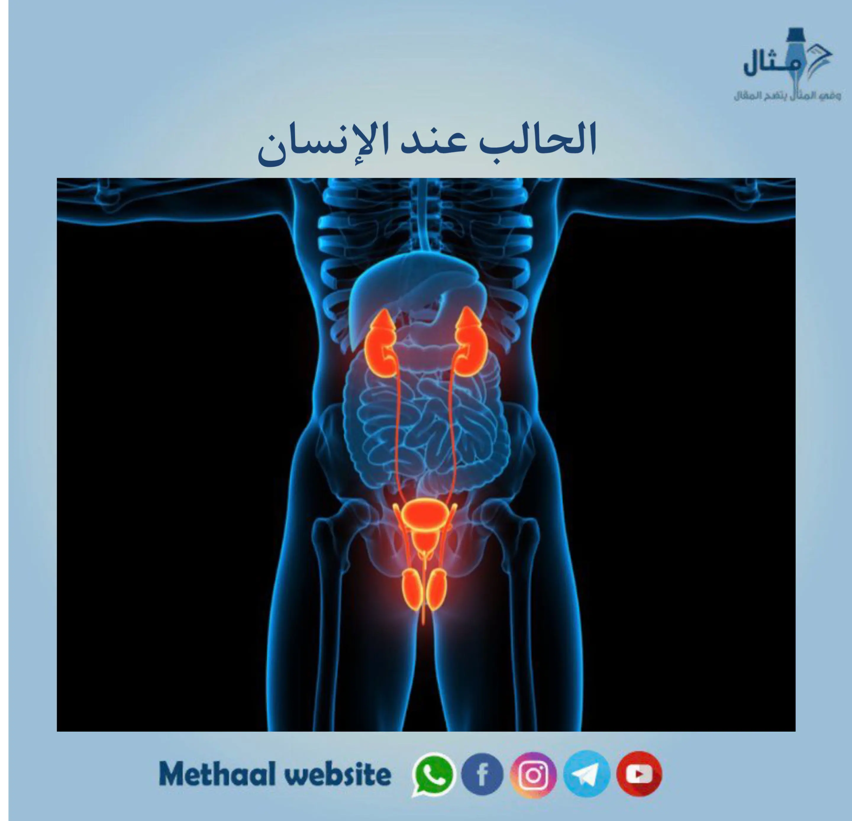 الحالب عند الإنسان الحالب عند الإنسان
