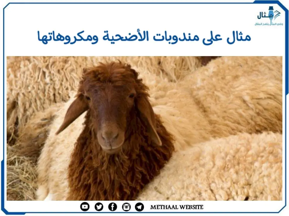 مثال على مندوبات الأضحية ومكروهاتها مثال على مندوبات الأضحية ومكروهاتها