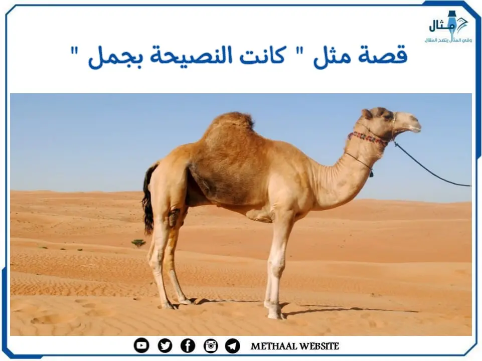 قصة مثل " كانت النصيحة بجمل " قصة مثل " كانت النصيحة بجمل "