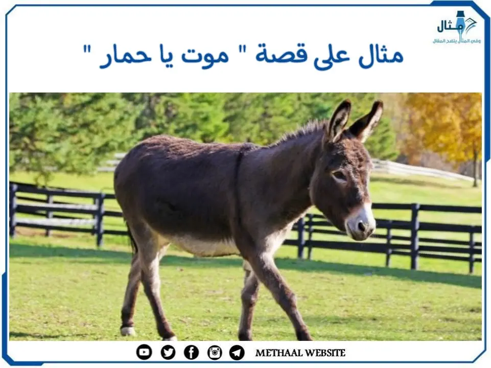 مثال على قصة " موت يا حمار " مثال على قصة " موت يا حمار "
