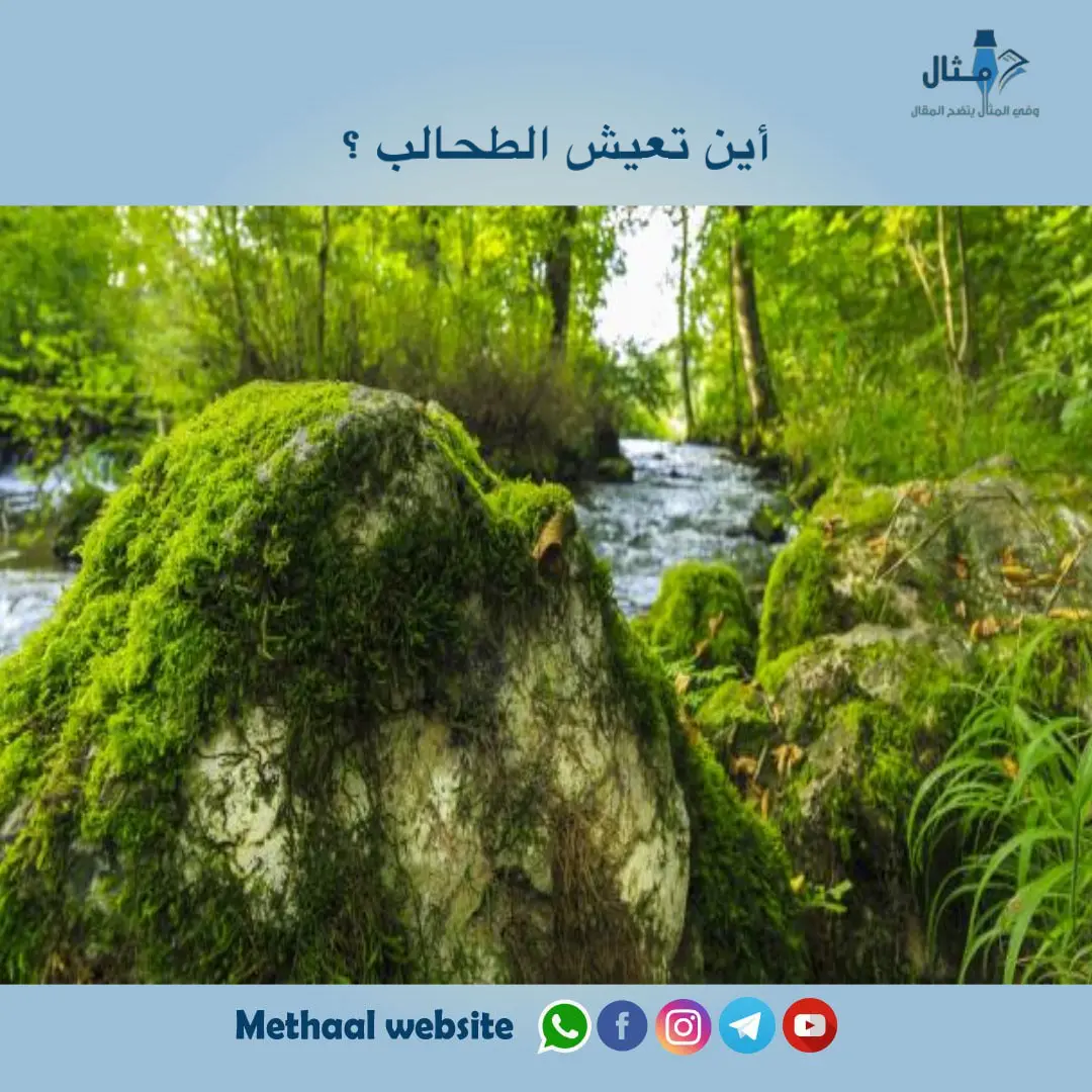 أين تعيش الطحالب ؟ أين تعيش الطحالب ؟
