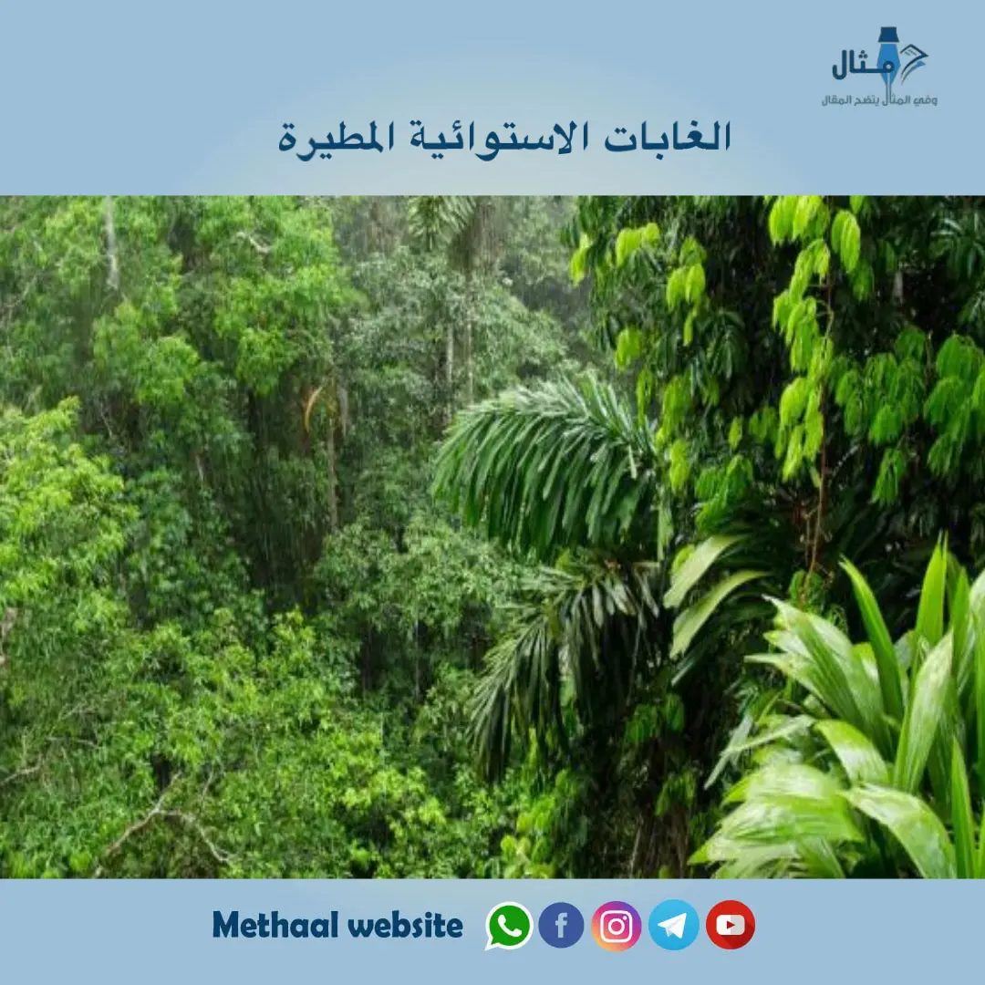 الغابات الاستوائية المطيرة الغابات الاستوائية المطيرة