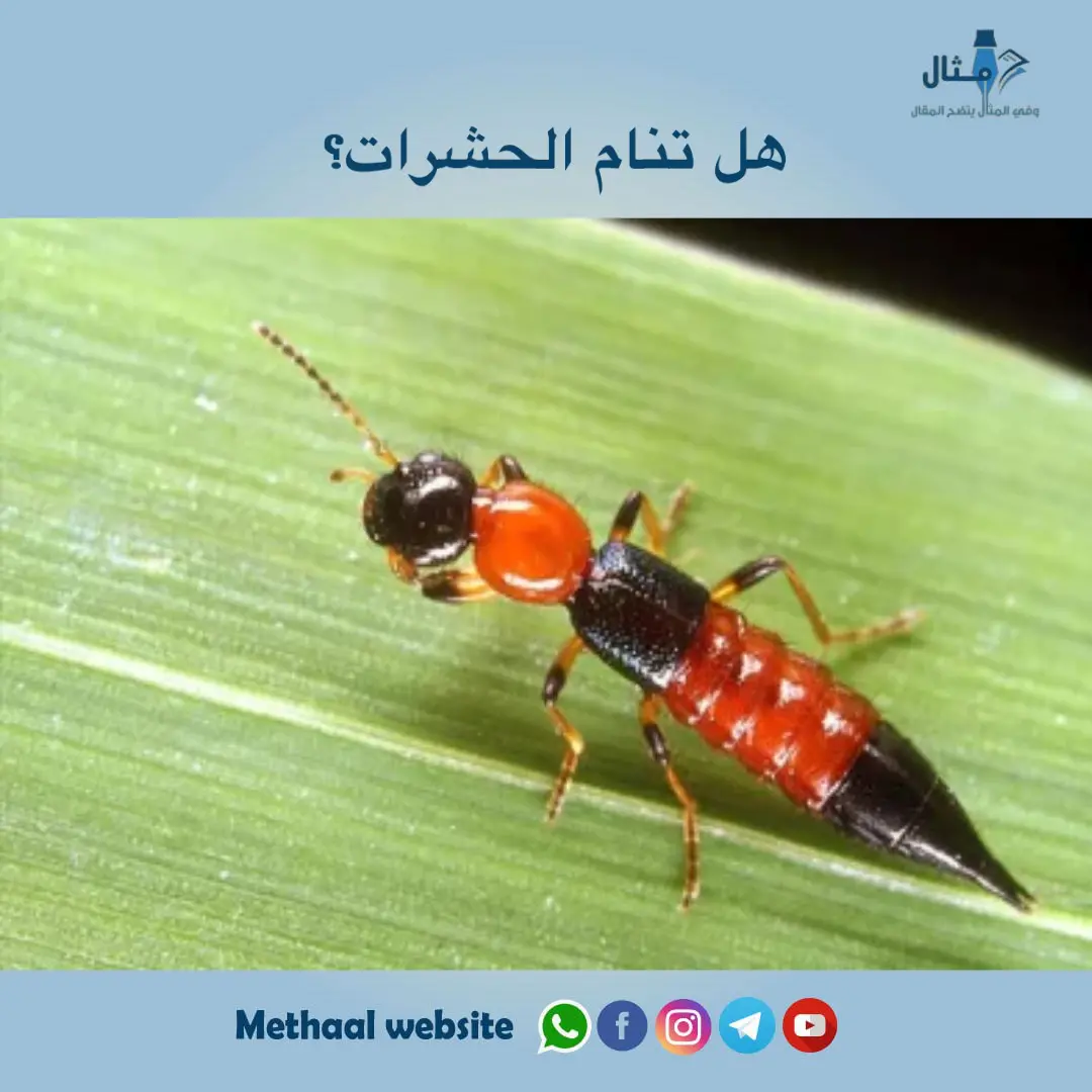 هل تنام الحشرات؟ هل تنام الحشرات؟