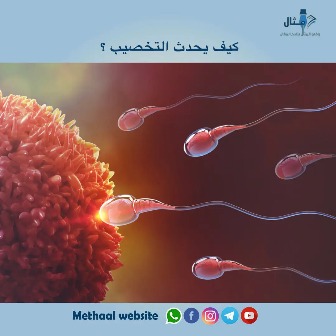 كيف يحدث التخصيب ؟ كيف يحدث التخصيب ؟