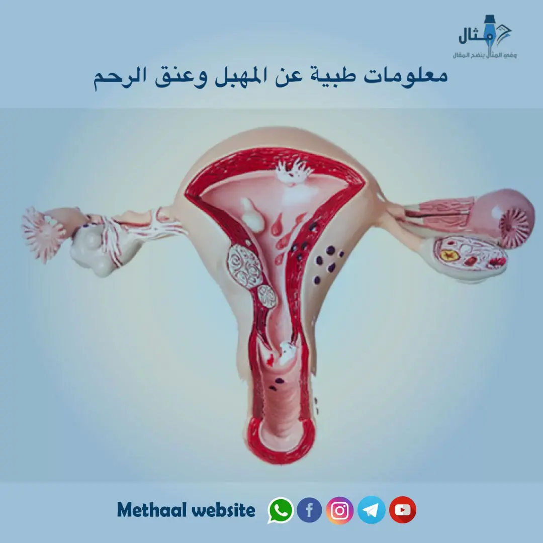 معلومات طبية عن المهبل وعنق الرحم معلومات طبية عن المهبل وعنق الرحم