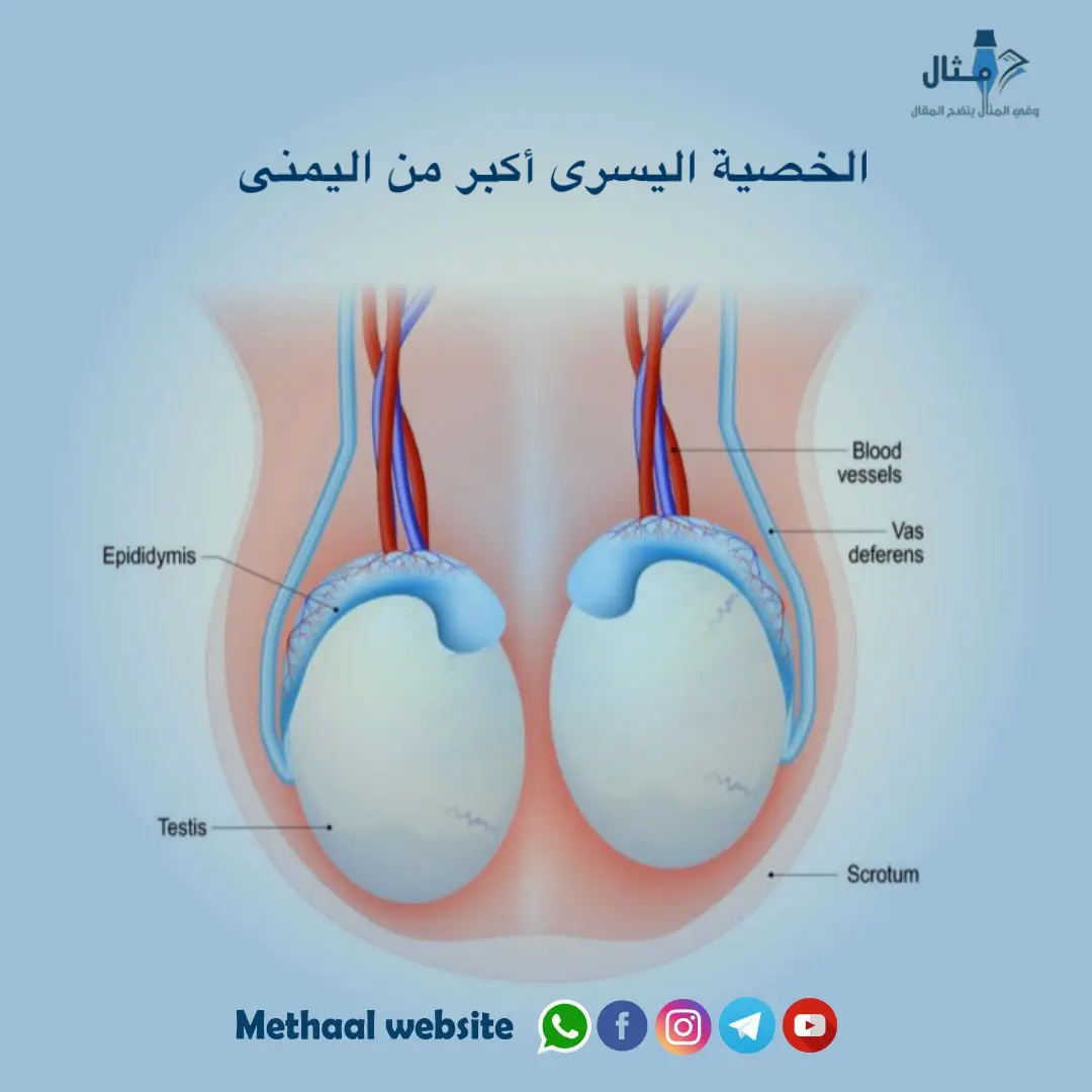 الخصية اليسرى أكبر من اليمنى الخصية اليسرى أكبر من اليمنى