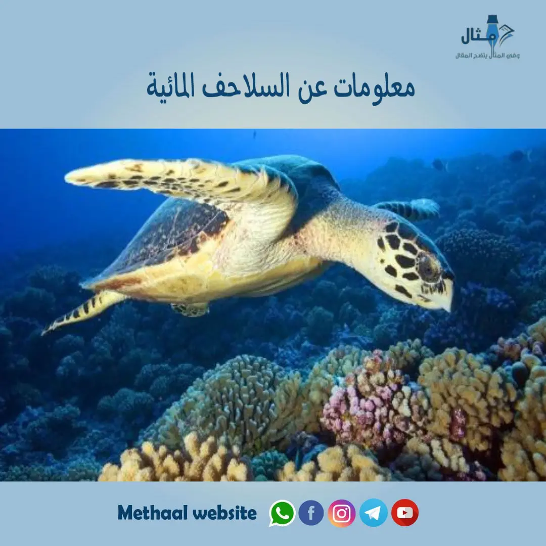 معلومات عن السلاحف المائية معلومات عن السلاحف المائية