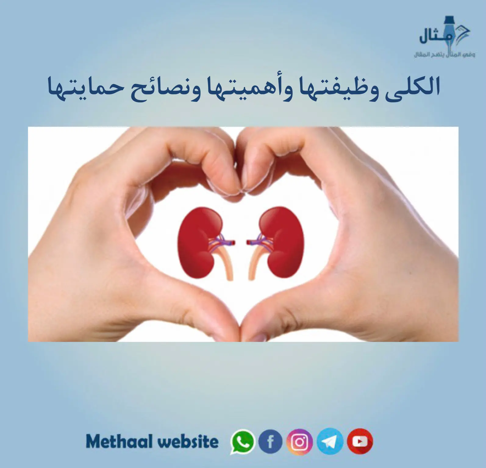 الكلى وظيفتها وأهميتها ونصائح حمايتها الكلى وظيفتها وأهميتها ونصائح حمايتها