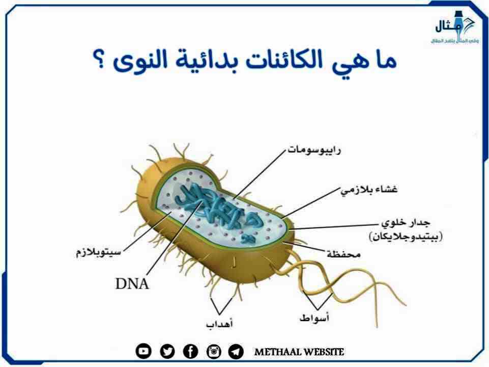 ما هي الكائنات بدائية النوى؟ ما هي الكائنات بدائية النوى؟