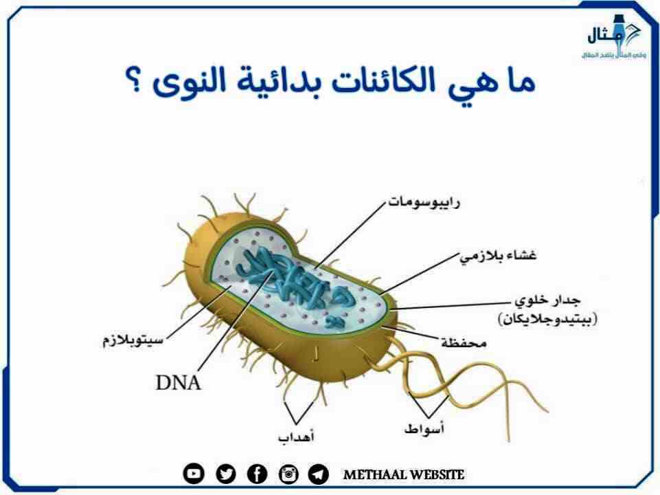 ما هي الكائنات بدائية النوى؟