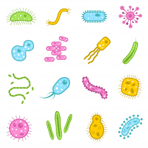 ما هي البكتيريا؟