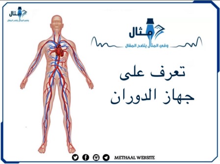 تعرف على جهاز الدوران