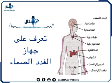 تعرف على جهاز الغدد الصماء