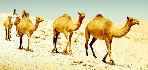 كاهنة يثرب وعبدالله الذبيح كاهنة يثرب وعبدالله الذبيح