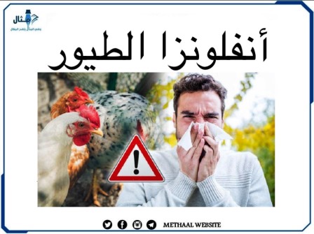 إنفلونزا الطيور