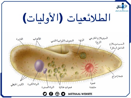 الطلائعيات( الأوليات) 