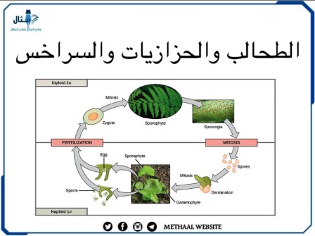 الطحالب و الحزازيات والسراخس 