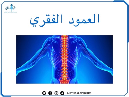 العمود الفقري Vertebral Column 