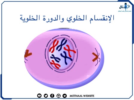 الإنقسام الخلوي و الدورة الخلوية