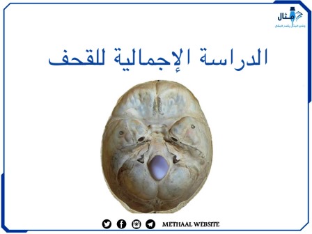 الدراسة الإجمالية للقحف