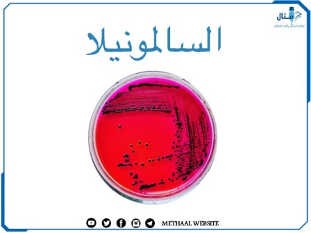 السالمونيلا Salmonella