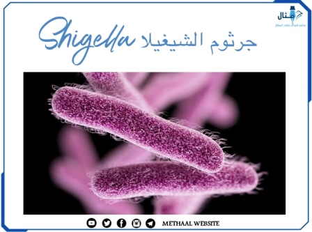 جرثوم الشيغيلا Shigella جرثوم الشيغيلا Shigella