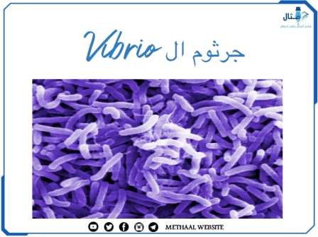 جرثوم ال Vibrio جرثوم ال Vibrio