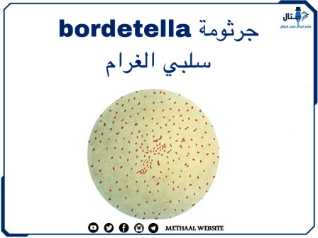 جرثوم Bordetella سلبي الغرام 