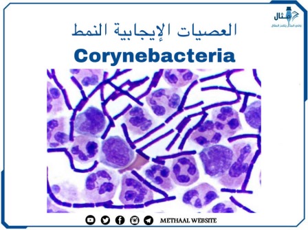 العصيات الإيجابية  (النمط Corynebacteria)