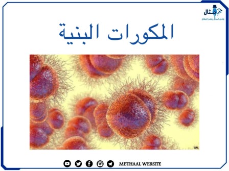 المكورات البنية Neisseria Gonorrhoeae 