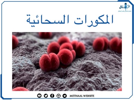 المكورات السحائية Neisseria Meningitides 