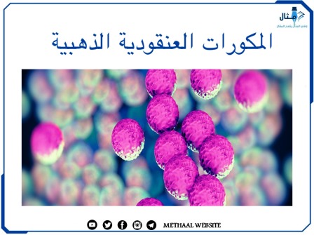 المكورات العنقودية الذهبية Staphylococcus Aureus