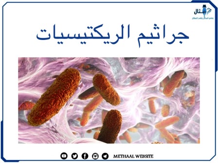 جراثيم الريكتيسيات Rickettsiaceae