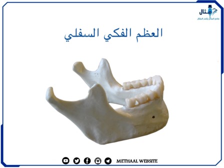 العظم الفكي السفلي Mandible 