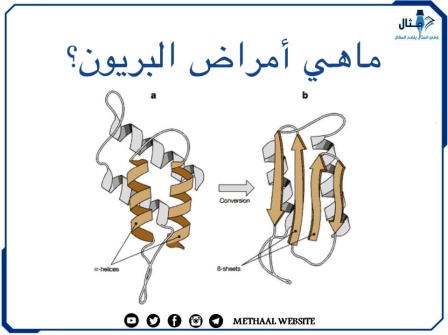 ما هي أمراض البريون؟