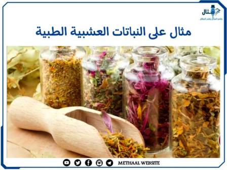 مثال على النباتات العشبية الطبية