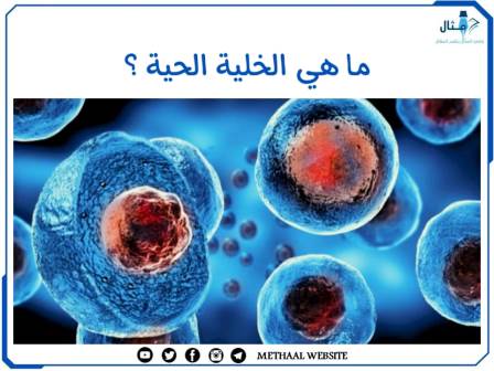 ما هي الخلية الحية؟