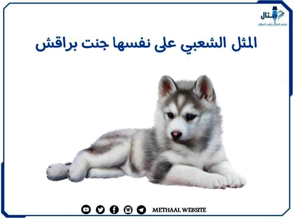المثل الشعبي على نفسها جنت براقش المثل الشعبي على نفسها جنت براقش
