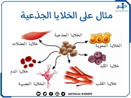 مثال على الخلايا الجذعية