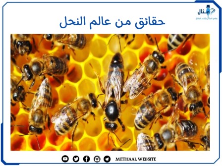 مثال على حقائق من عالم النحل