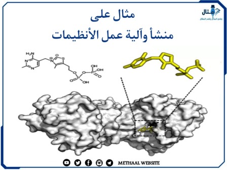 مثال على منشأ وآلية عمل الأنظيمات