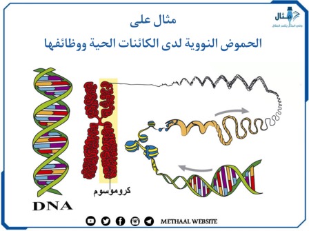 مثال على الحموض النووية لدى الكائنات الحية ووظائفها